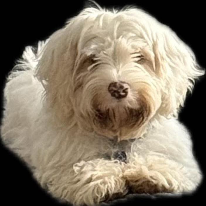 Arlo, a Adoptable mixed breed in Gulfport, MS image 3/3