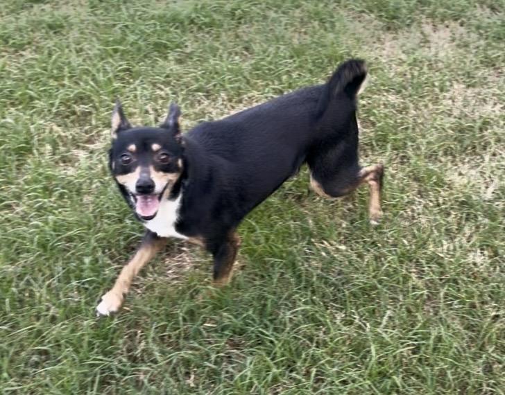Dan Fielding in Texarkana TX, Adoptable, Adult Male Miniature Pinscher & Rat Terrier.