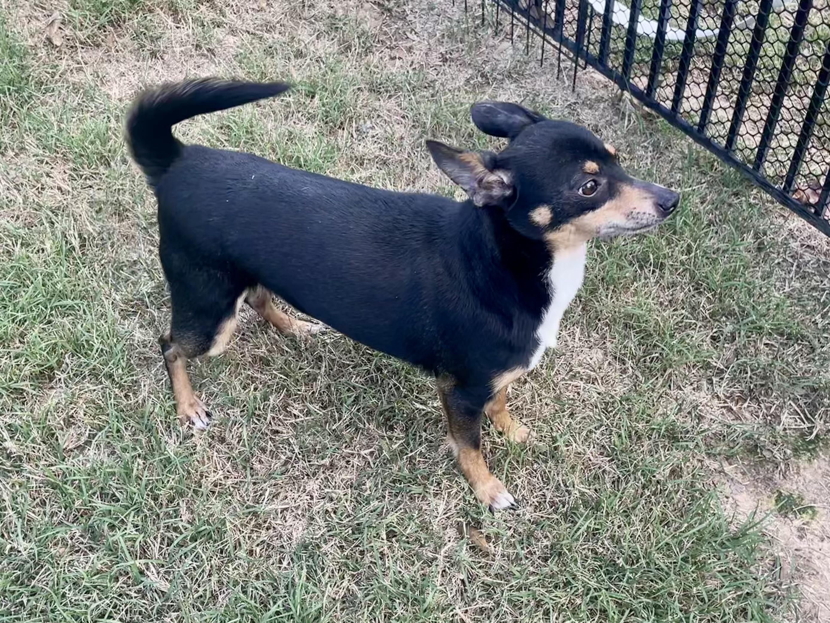 Enlarge Dan Fielding in Texarkana TX, a Adoptable mixed breed in Texarkana, TX image 2/6