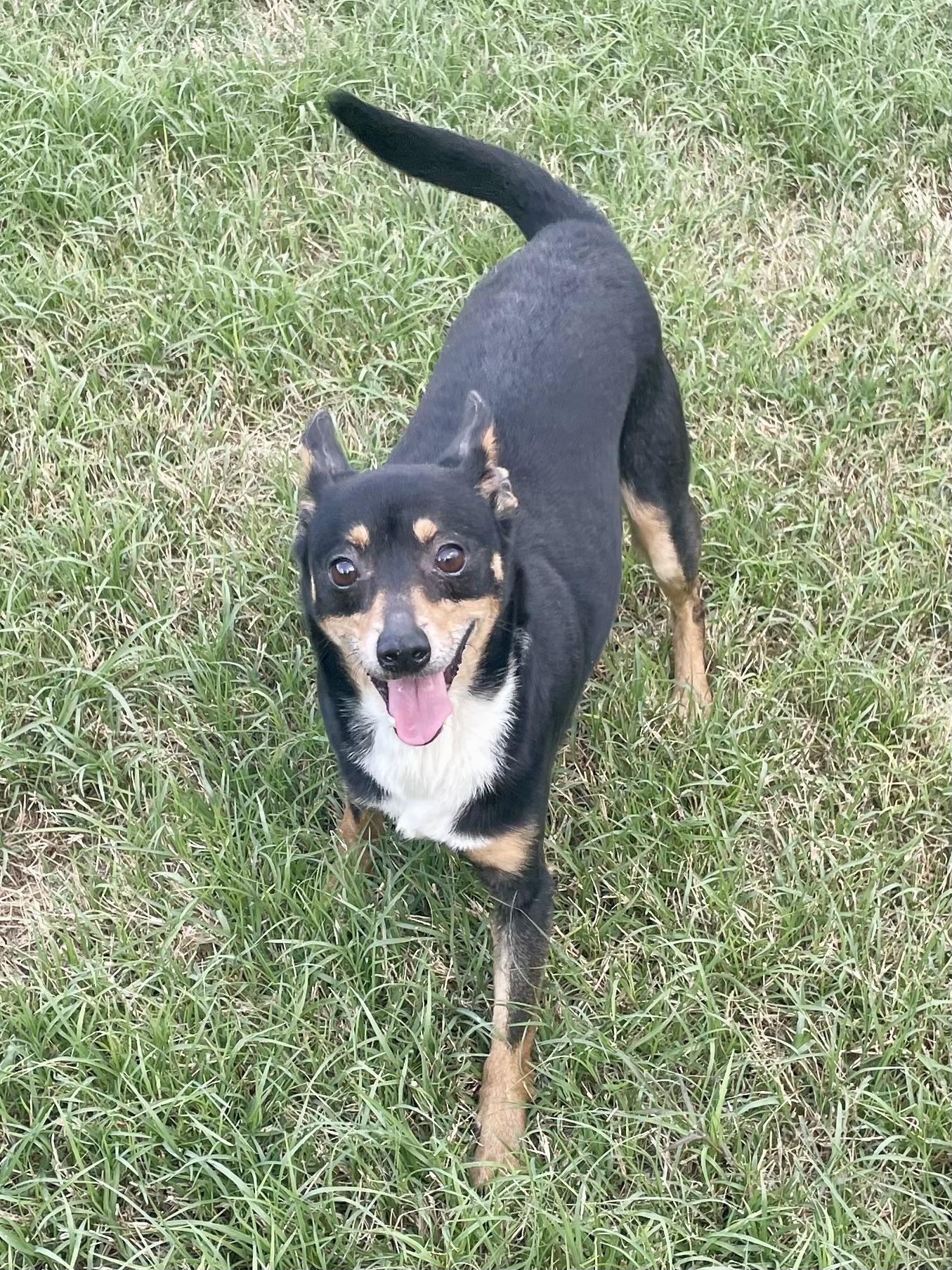Enlarge Dan Fielding in Texarkana TX, a Adoptable mixed breed in Texarkana, TX image 3/6