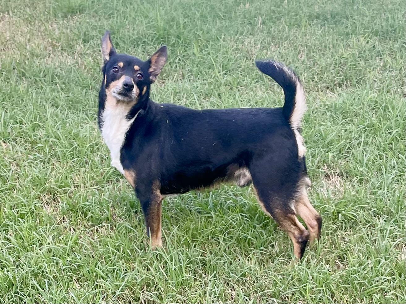 Enlarge Dan Fielding in Texarkana TX, a Adoptable mixed breed in Texarkana, TX image 6/6