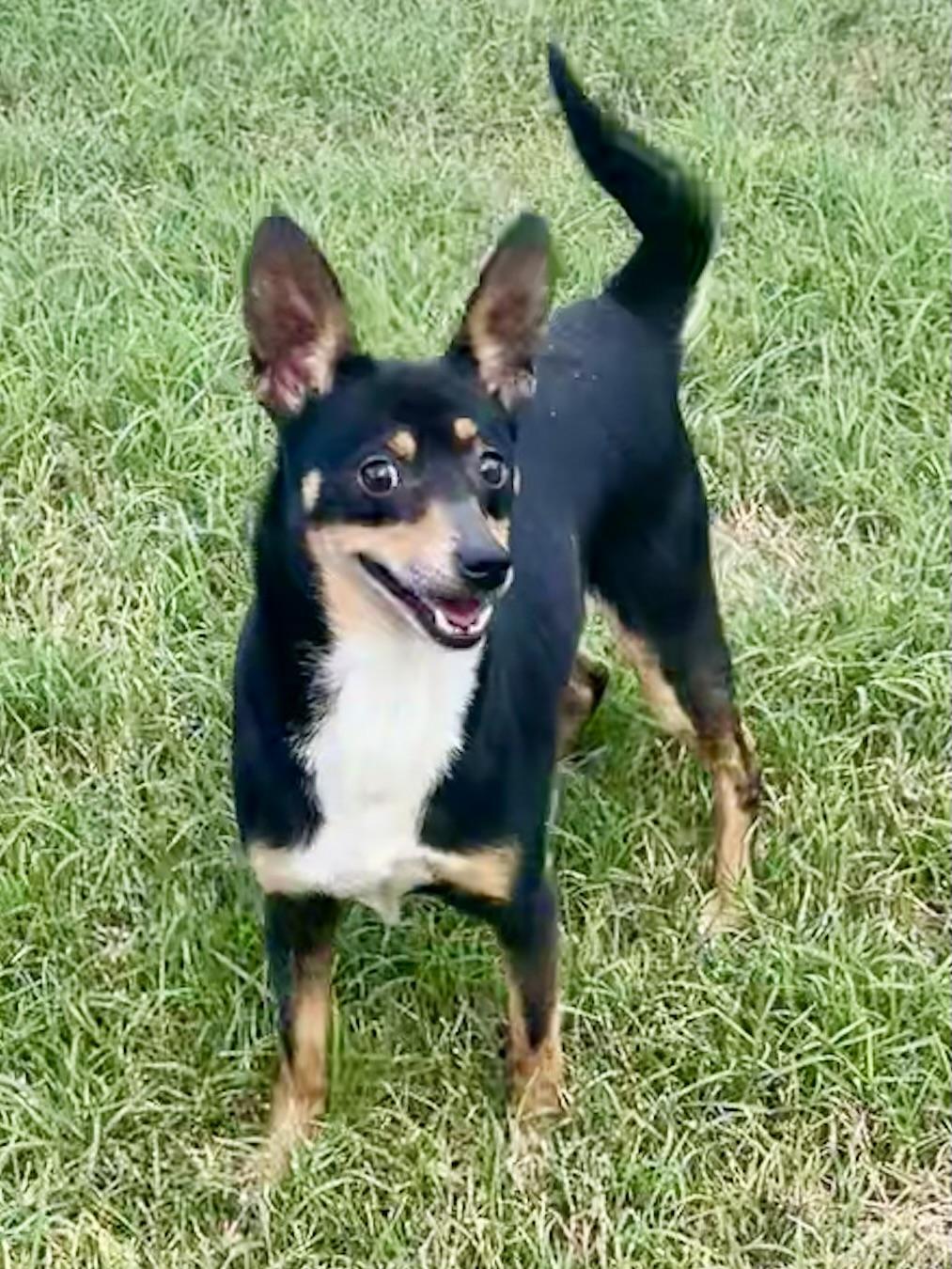 Dan Fielding in Texarkana TX, Adoptable, Adult Male Miniature Pinscher & Rat Terrier.
