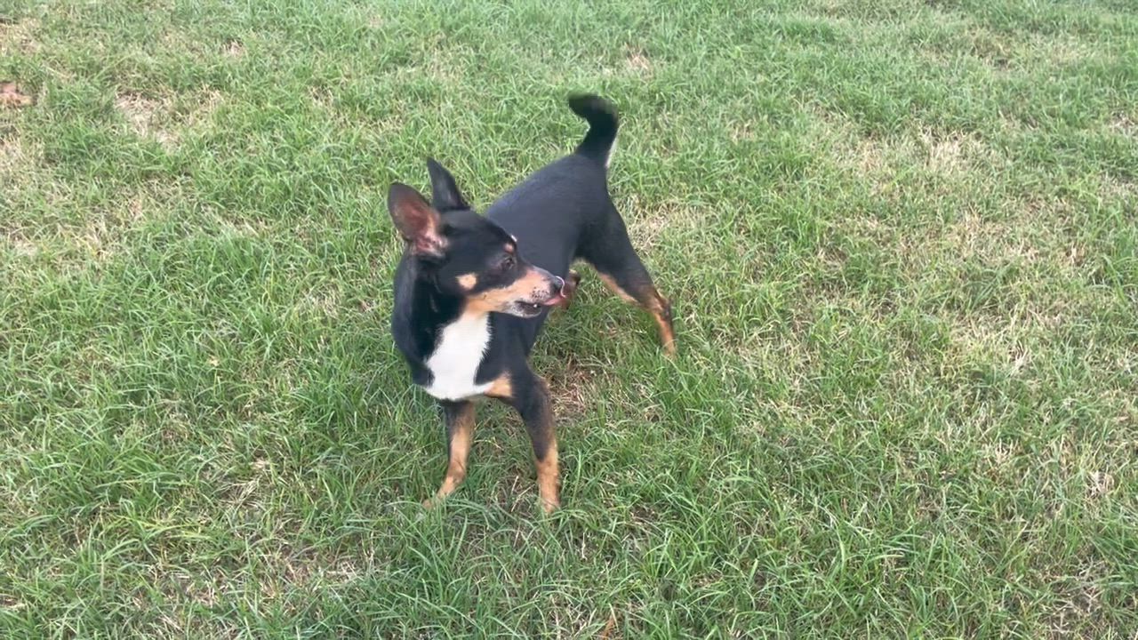 Enlarge Dan Fielding in Texarkana TX, a Adoptable mixed breed in Texarkana, TX video 4/6