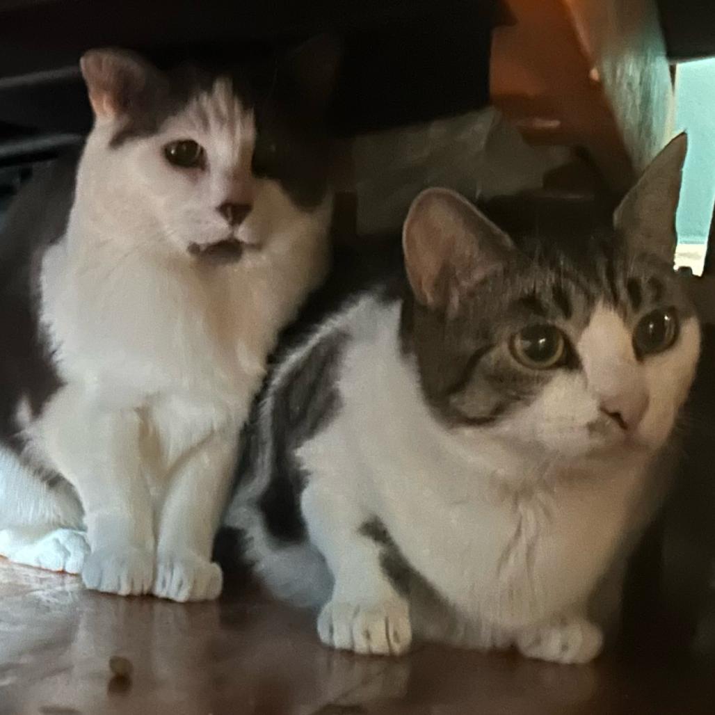 Enlarge Little Girl, a Adoptable Domestic Short Hair in Oceanside, NY image 1/3