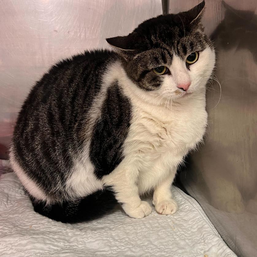 Enlarge Little Girl, a Adoptable Domestic Short Hair in Oceanside, NY image 3/3