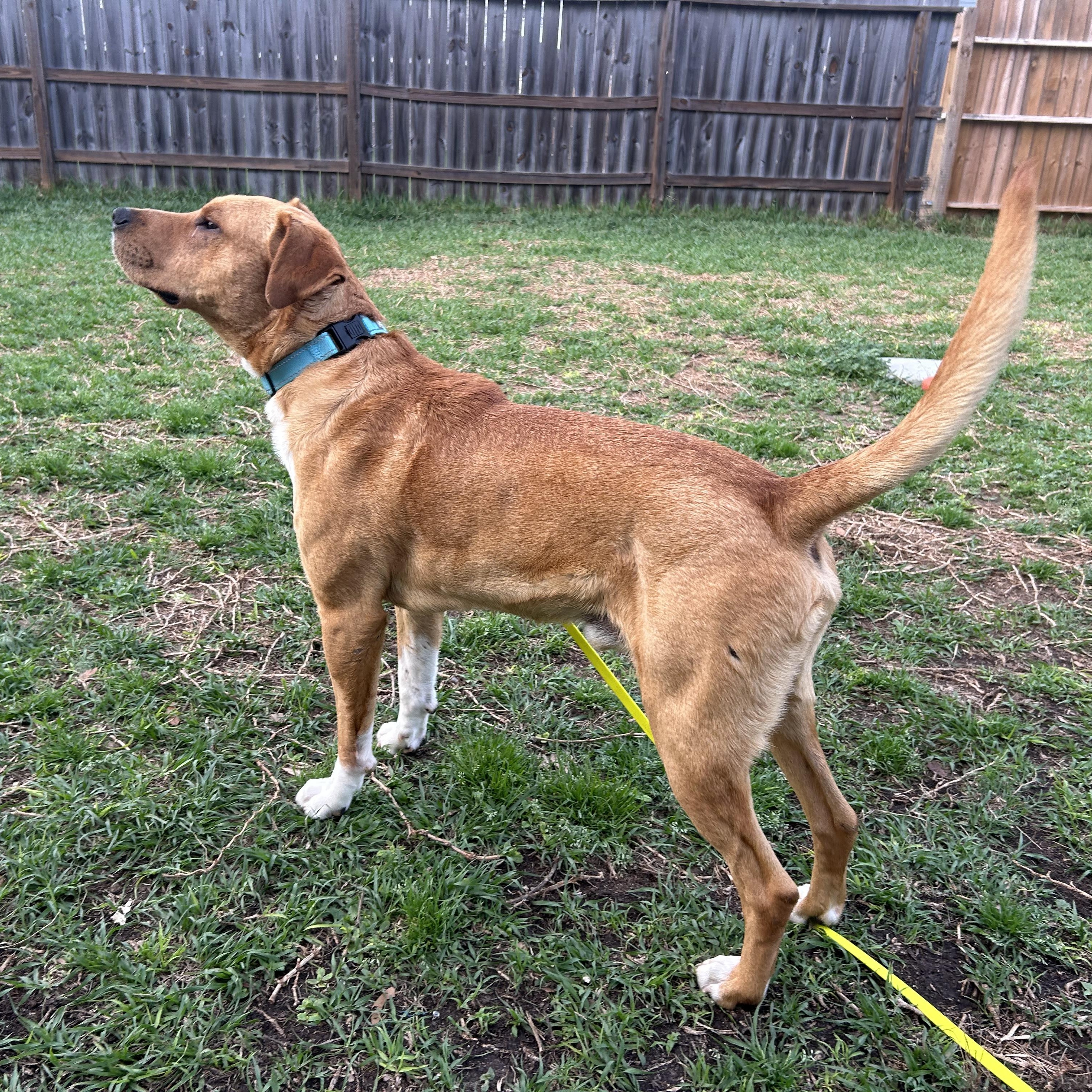 Davidson — thumbnail 3