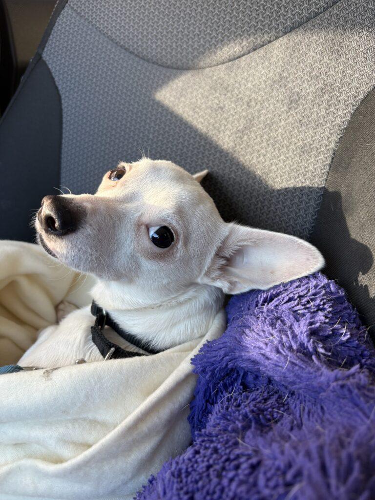 Jasper, a ADOPTABLE mixed breed in Red Hook, NY image 3/5