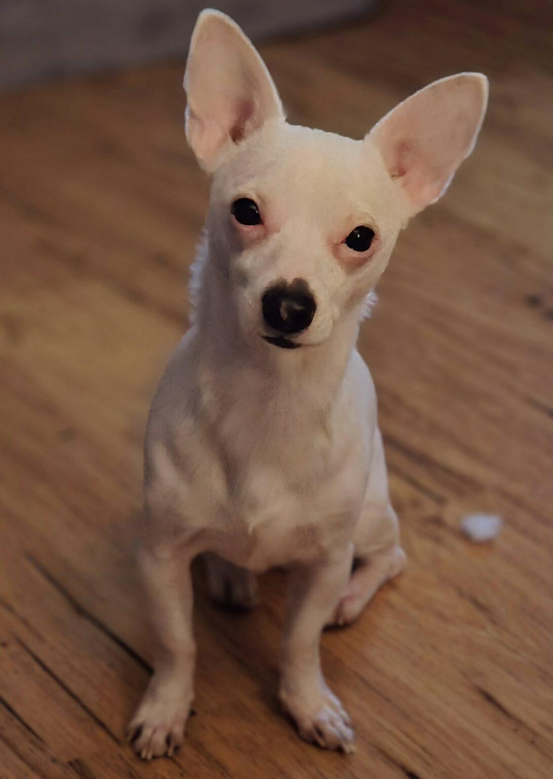 Jasper, a ADOPTABLE mixed breed in Red Hook, NY image 1/5