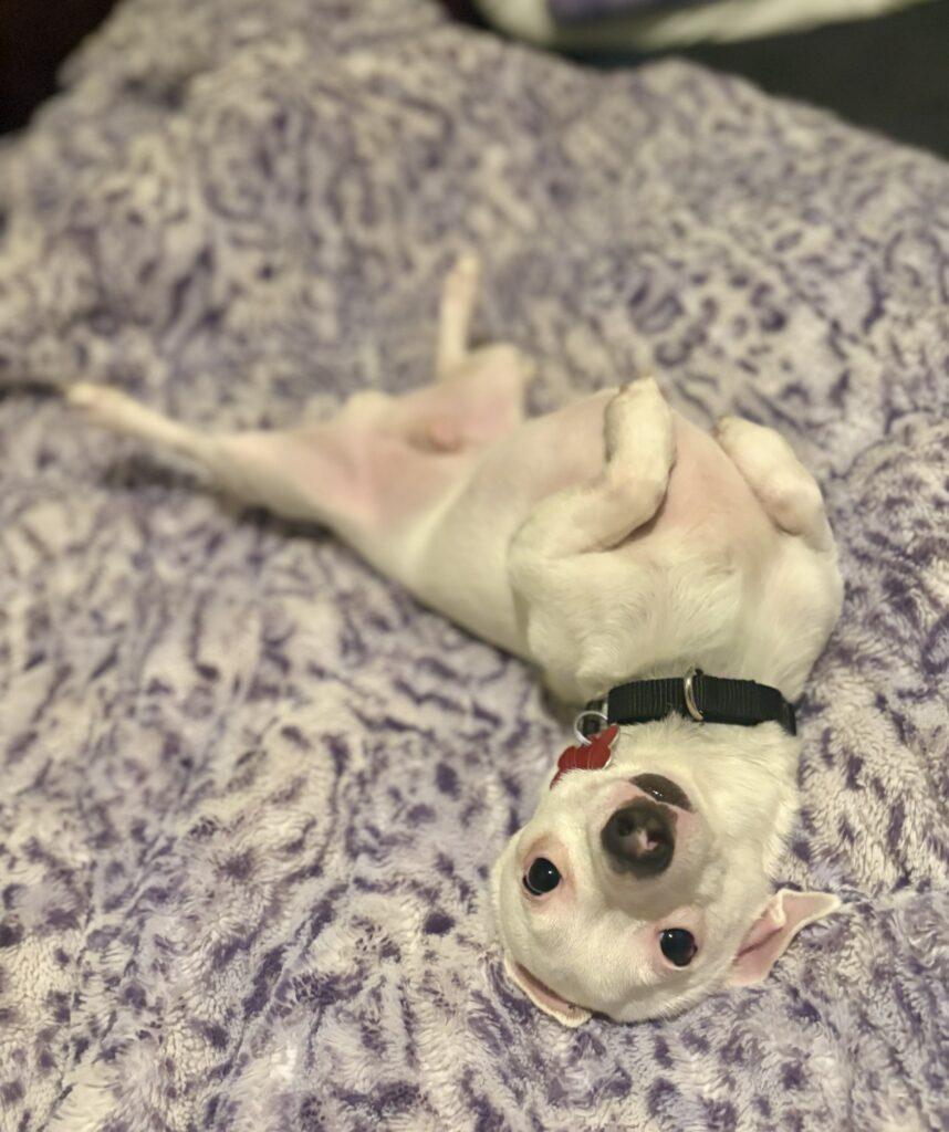 Enlarge Jasper, a ADOPTABLE mixed breed in Red Hook, NY image 6/6