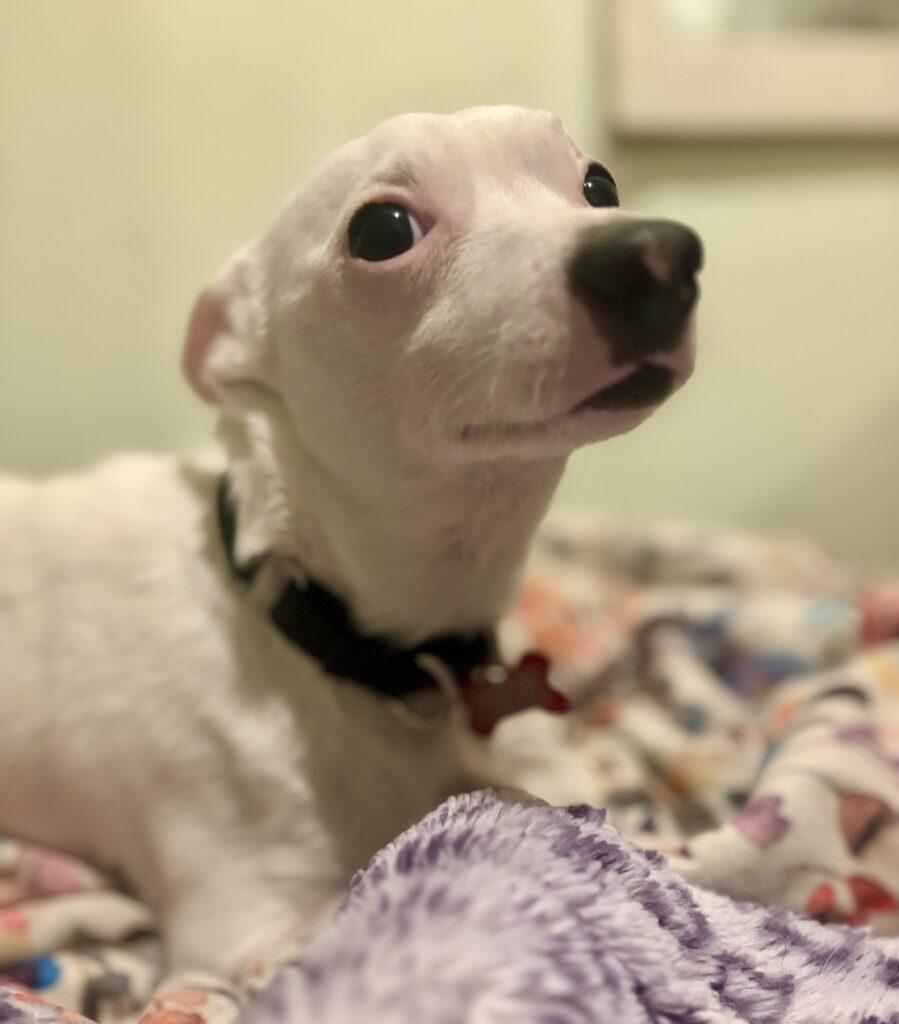 Enlarge Jasper, a ADOPTABLE mixed breed in Red Hook, NY image 5/6