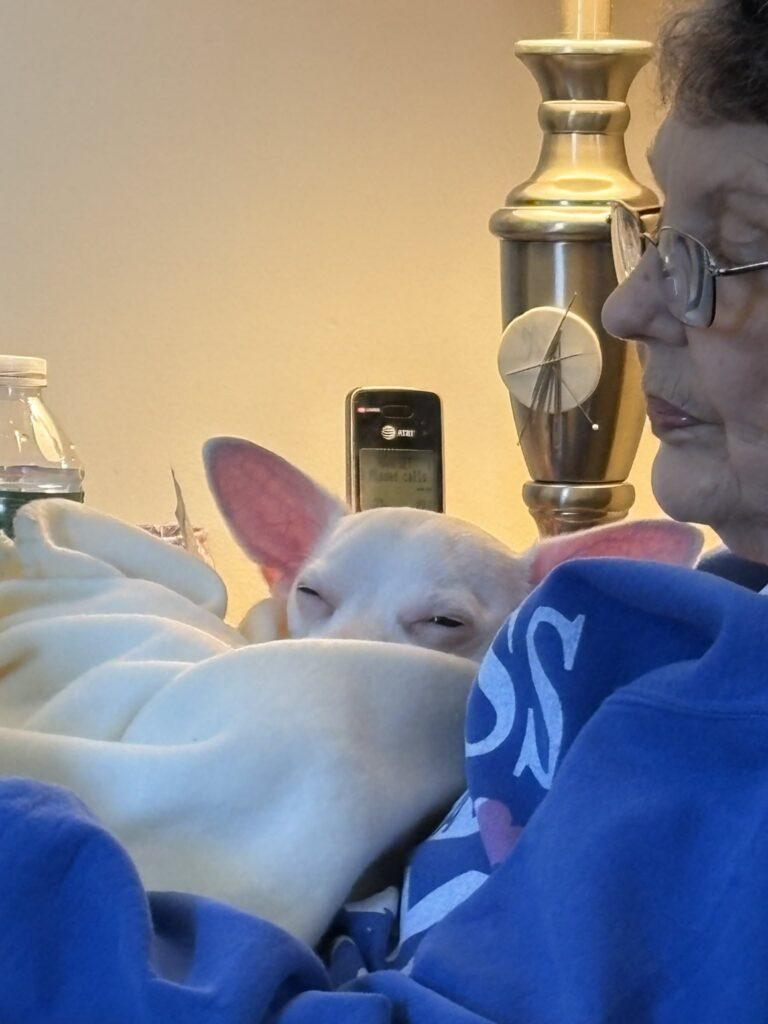 Jasper, a ADOPTABLE mixed breed in Red Hook, NY image 5/5