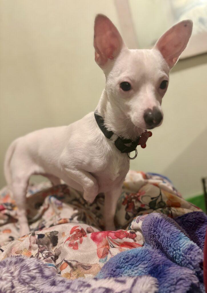 Enlarge Jasper, a ADOPTABLE mixed breed in Red Hook, NY image 1/6