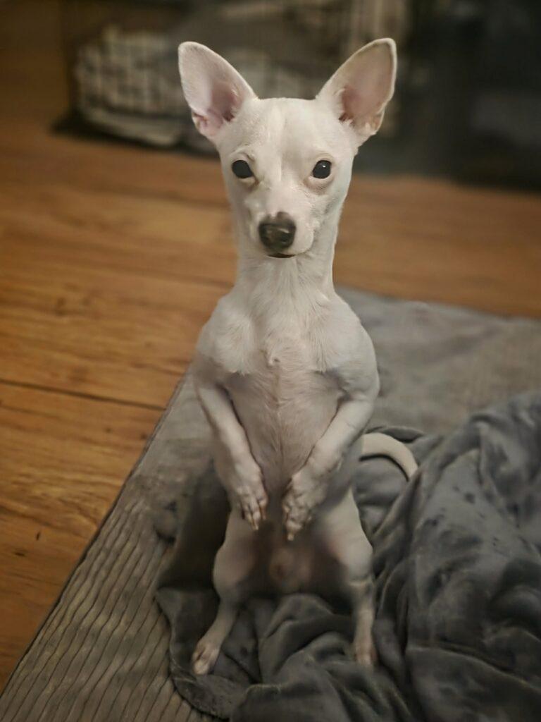 Jasper, a ADOPTABLE mixed breed in Red Hook, NY image 2/5