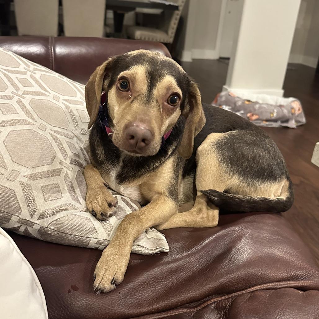Enlarge Chewy, a Adoptable mixed breed in Bentonville, AR image 2/6