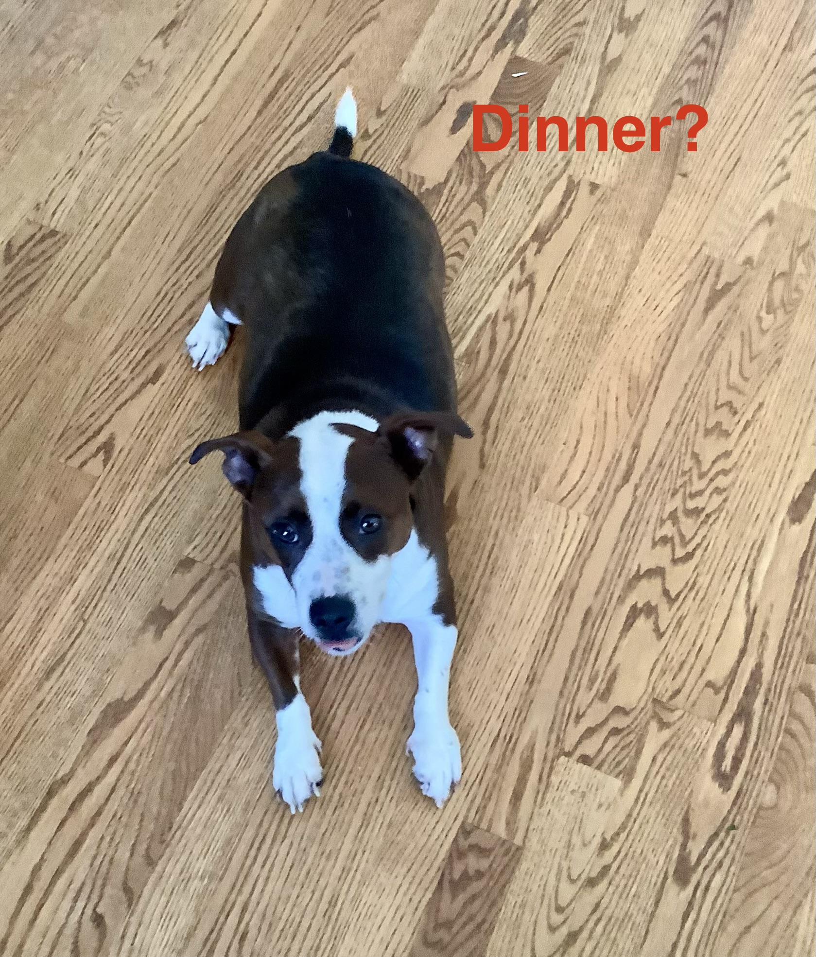 Enlarge Tater, an adopted mixed breed in Loudon, TN image 4/4