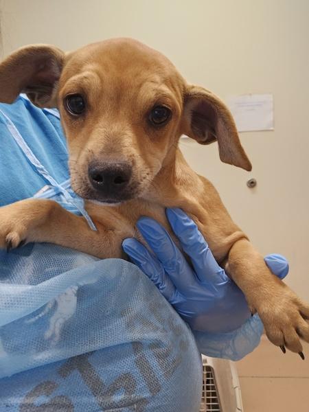 Rosa, Adoptable, Puppy Female Shepherd.
