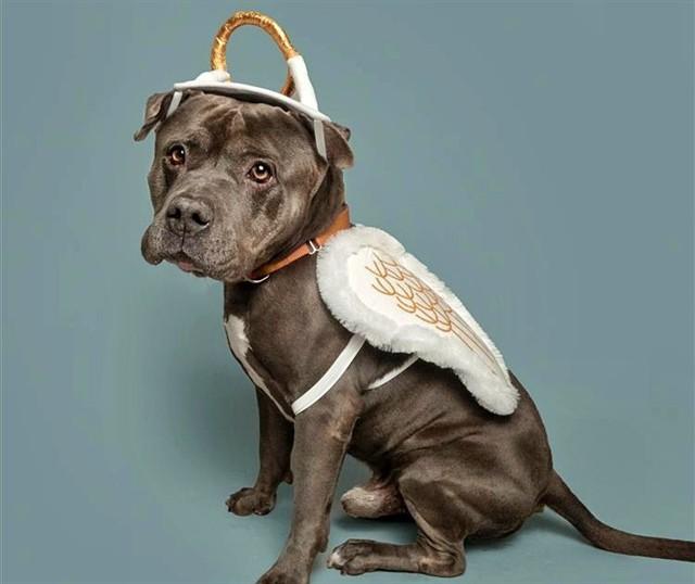 Enlarge ARES, a Adoptable mixed breed in Saint Louis, MO image 1/1