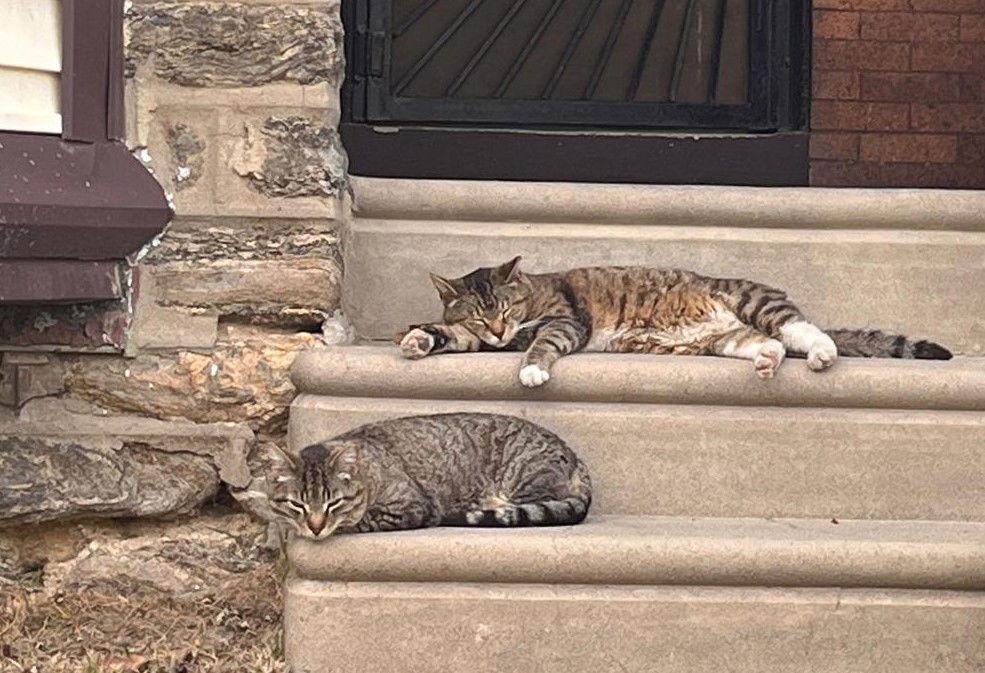 Enlarge Bert and Ernie, a Adoptable Domestic Short Hair in Furlong, PA image 1/3