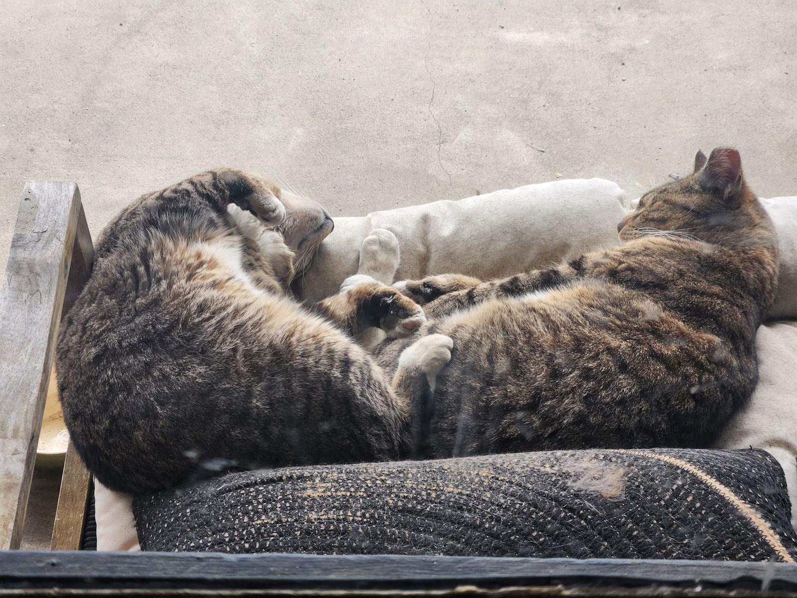 Enlarge Bert and Ernie, a Adoptable Domestic Short Hair in Furlong, PA image 2/3
