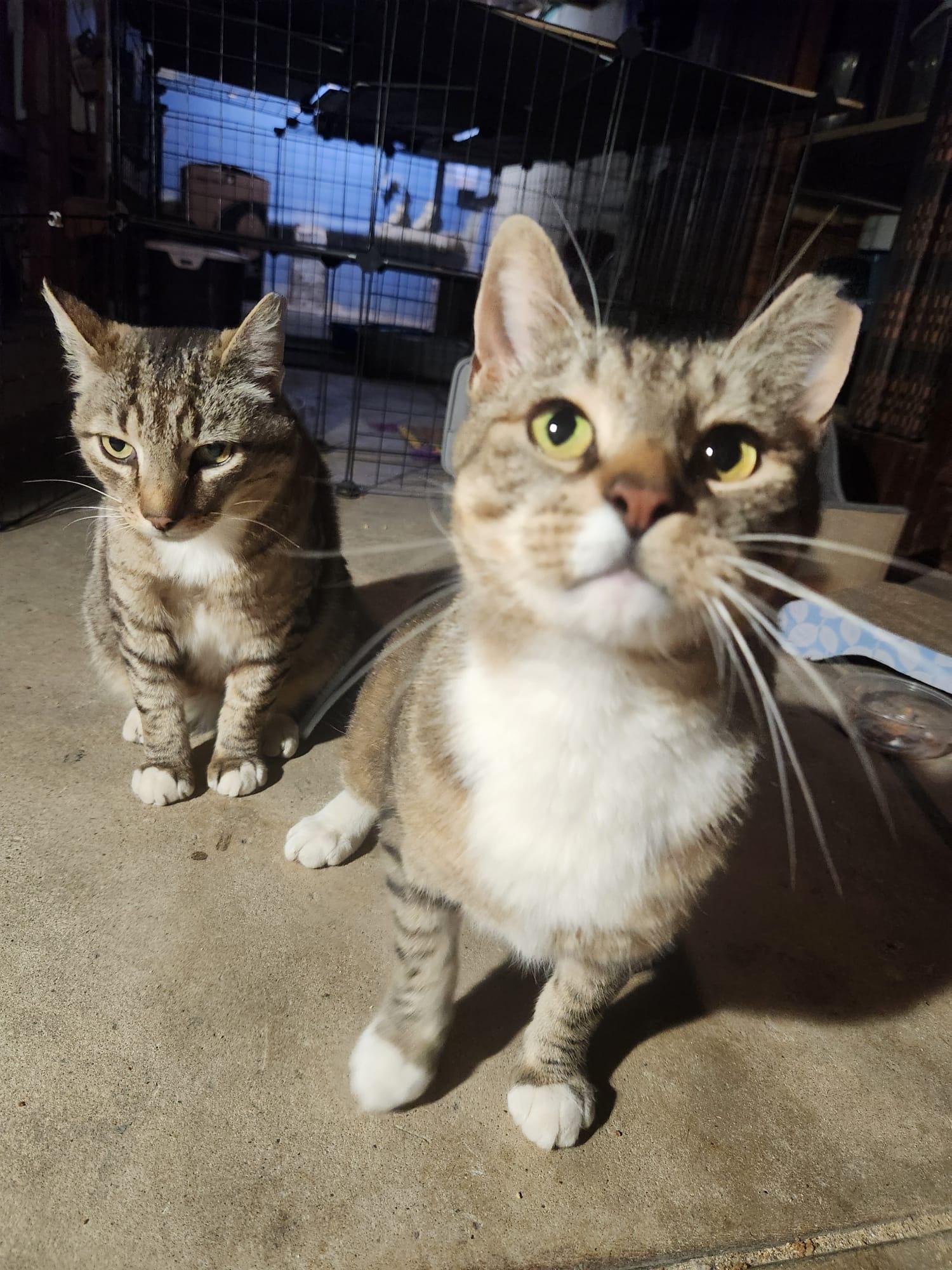 Bert and Ernie, Adoptable, Adult Male Domestic Short Hair.