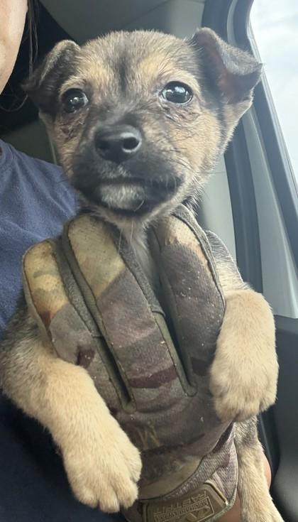 Lucinda, Adoptable, Puppy Female Chihuahua & Mixed Breed.