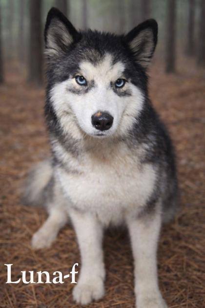 Luna, Adoptable, Adult Female Husky & Mixed Breed.