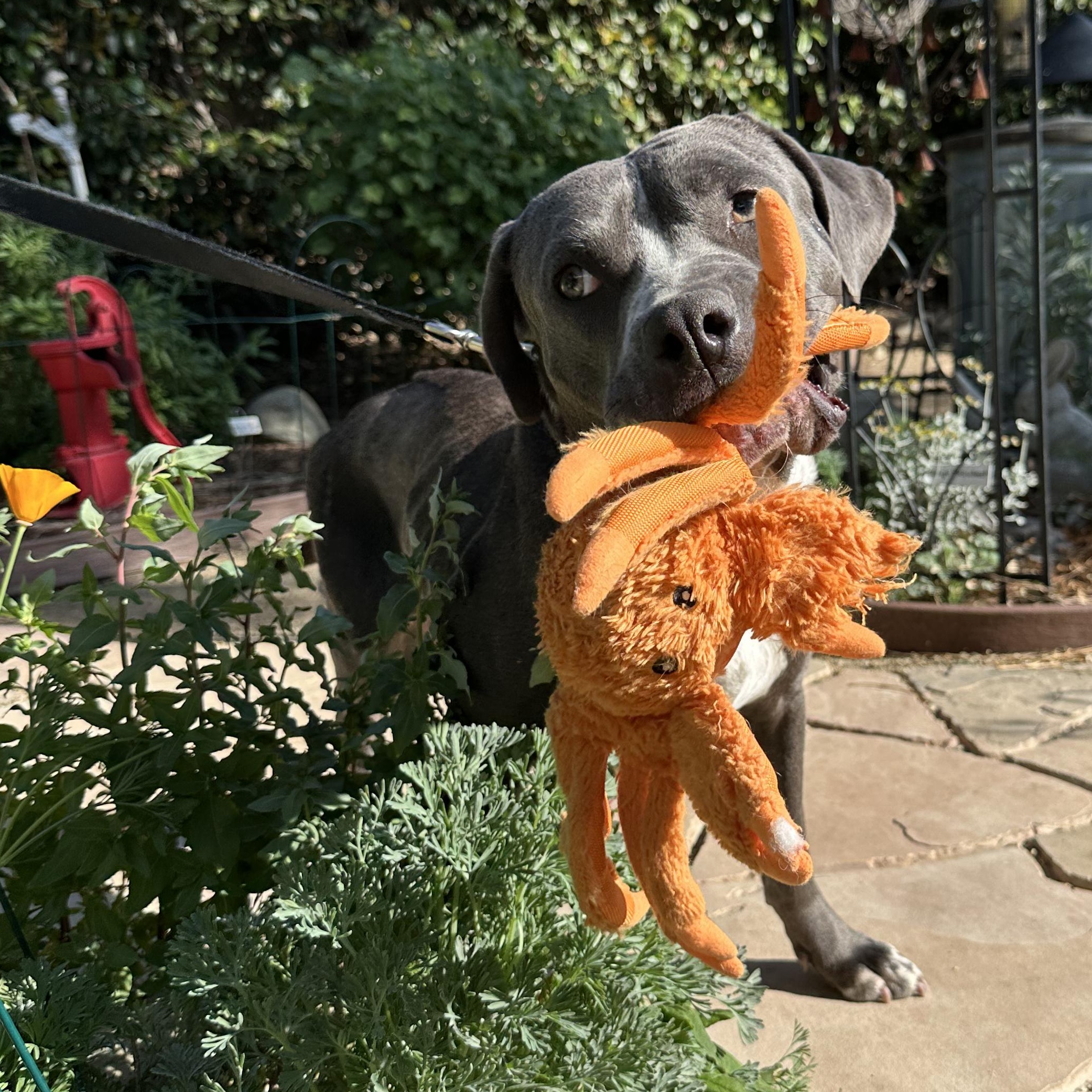Pita, a ADOPTABLE mixed breed in Burbank, CA image 4/6