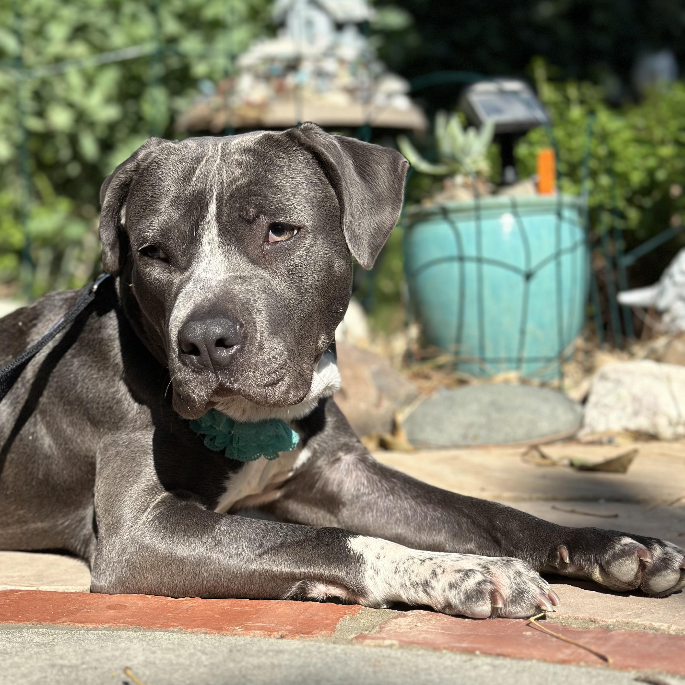Pita, a ADOPTABLE mixed breed in Burbank, CA image 1/6