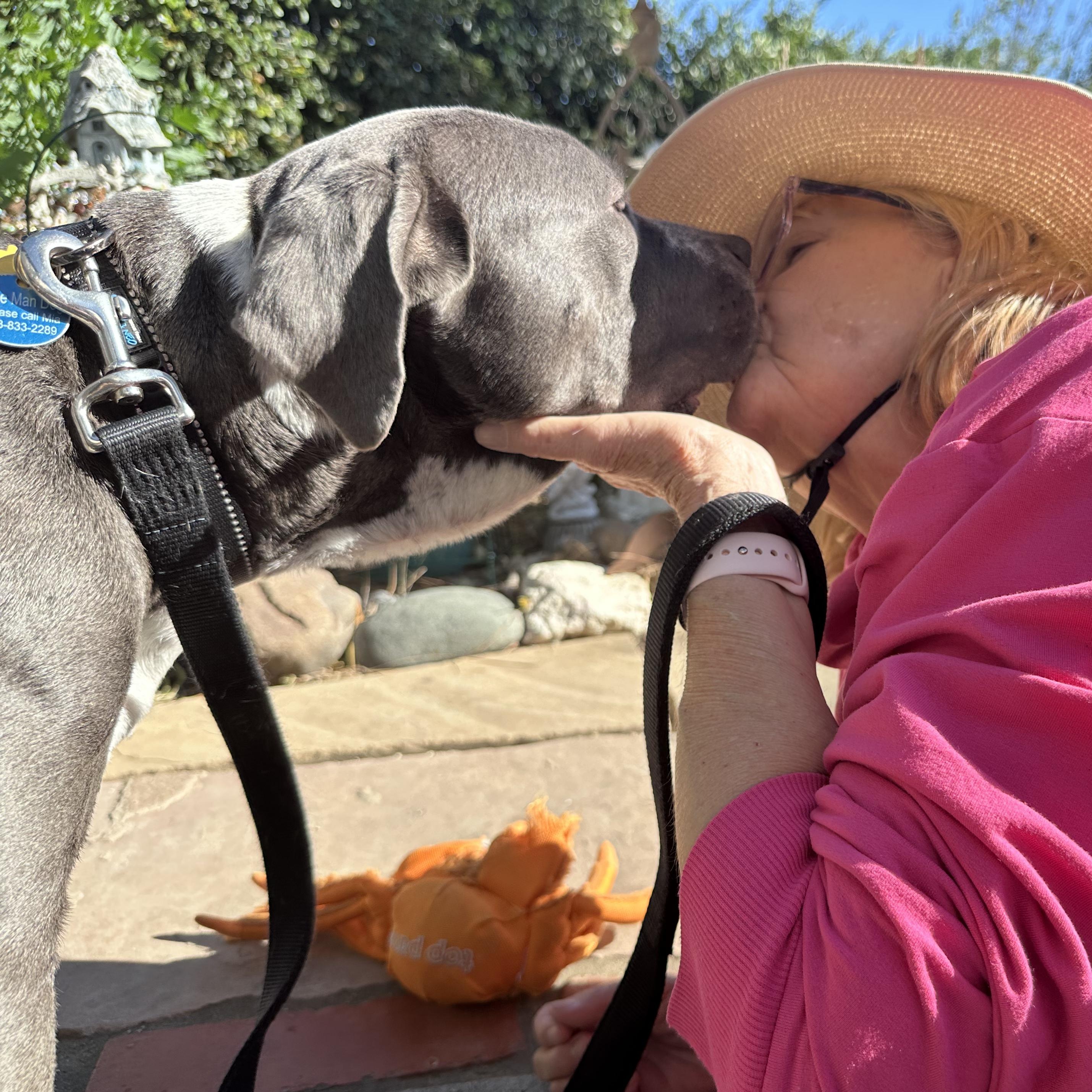 Pita, a ADOPTABLE mixed breed in Burbank, CA image 3/6