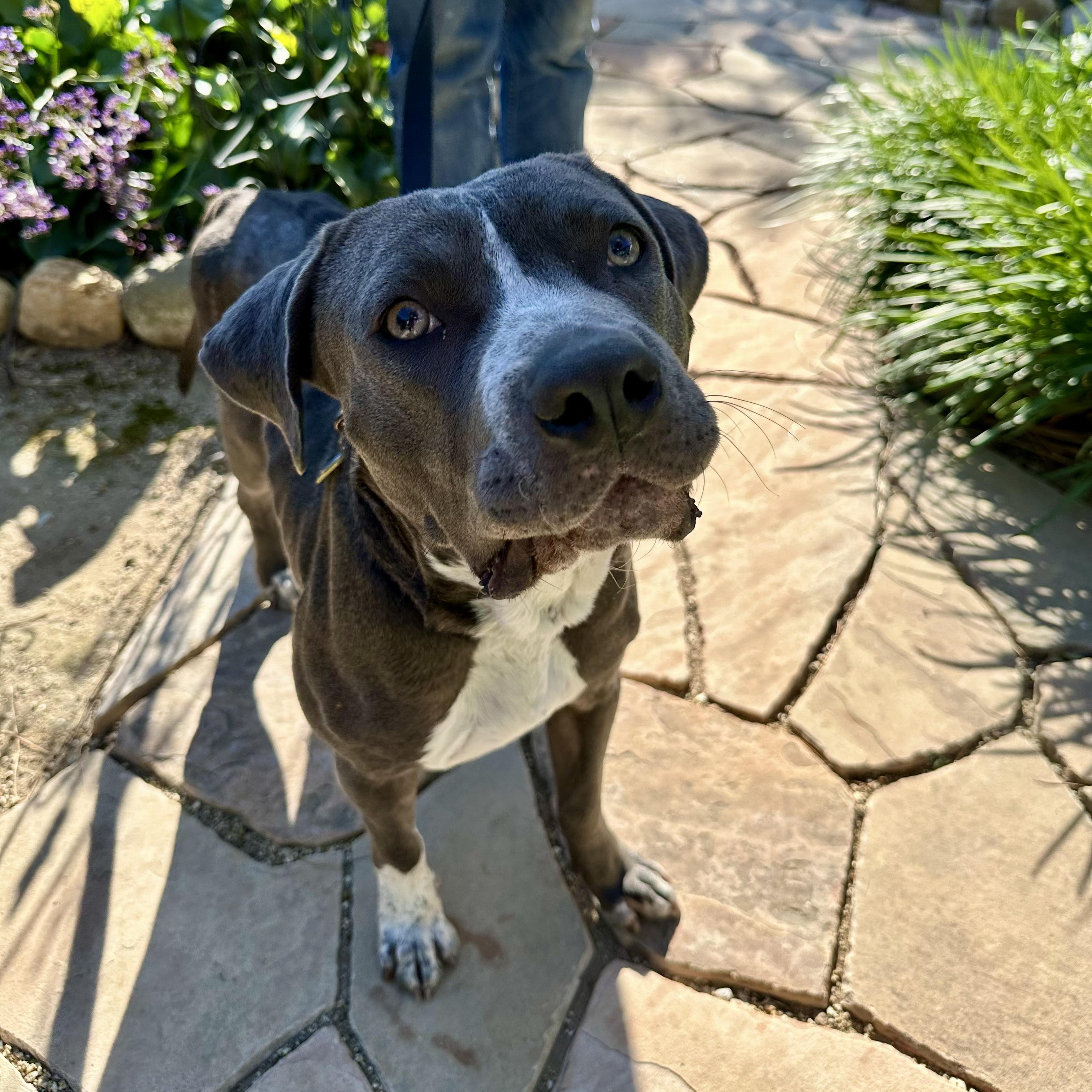 Pita, a ADOPTABLE mixed breed in Burbank, CA image 5/6