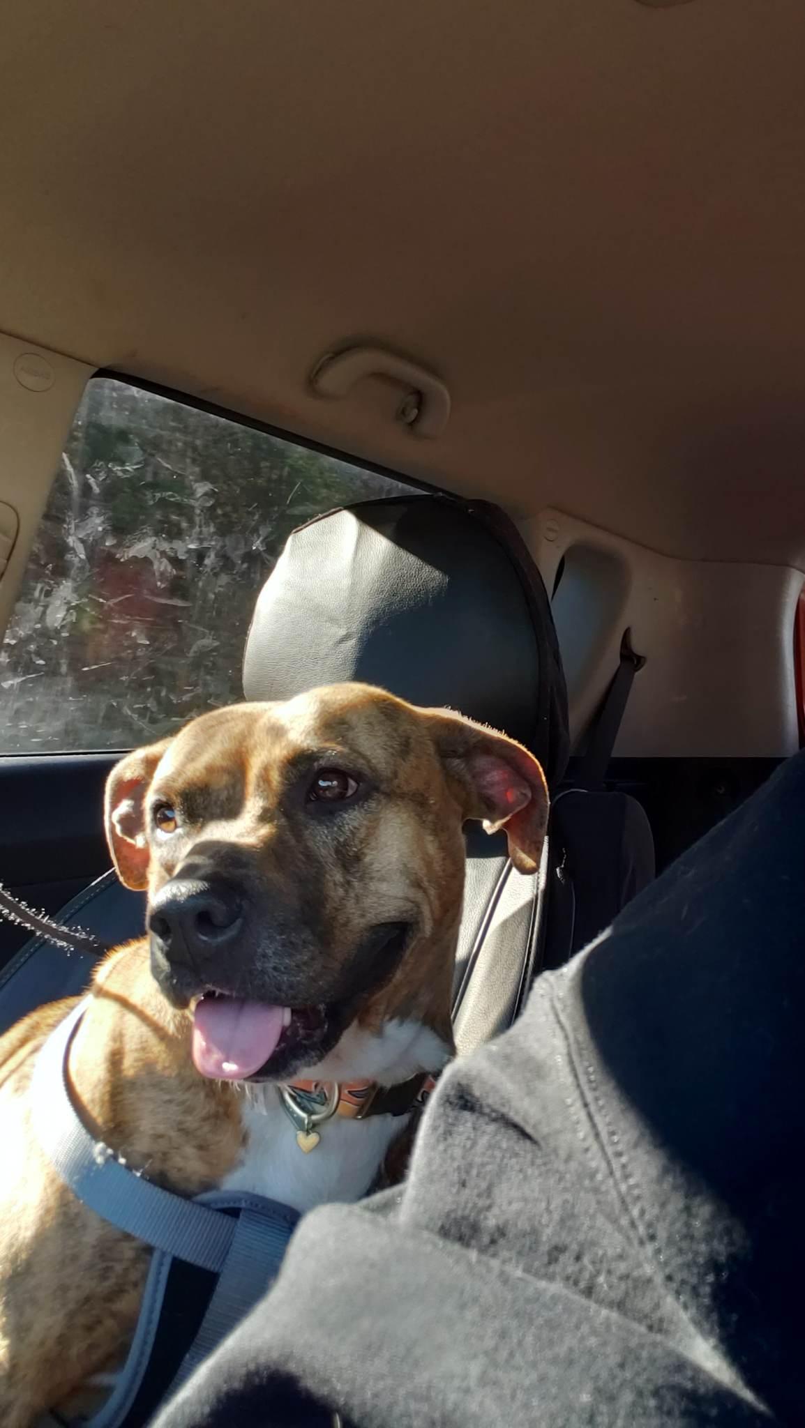 Dakota - SPONSORED - NO ADOPTION FEE, a Adoptable mixed breed in Mechanicsville, MD image 6/6