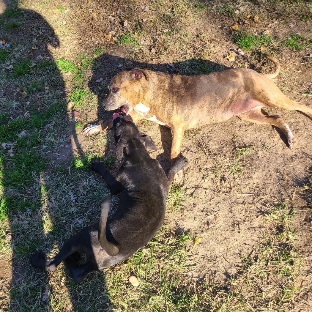 Dakota - SPONSORED - NO ADOPTION FEE, a Adoptable mixed breed in Mechanicsville, MD image 4/6