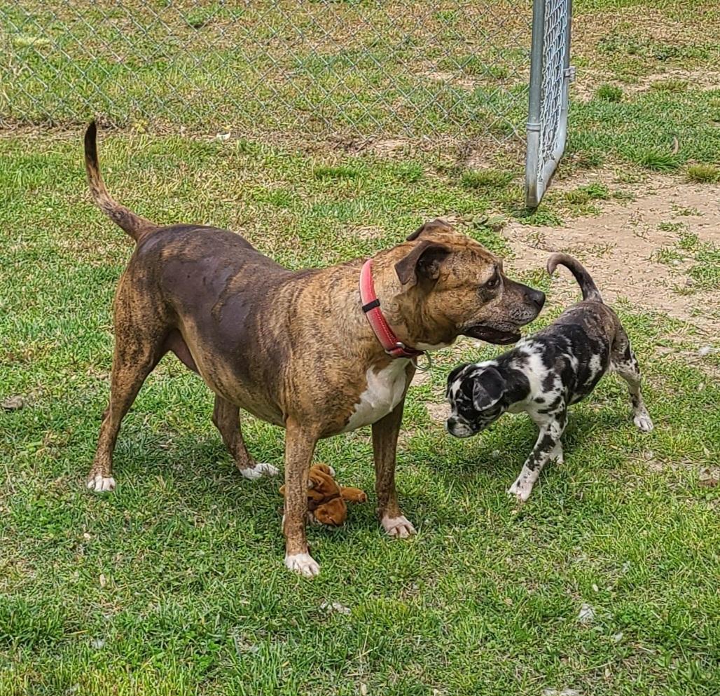 Dakota - SPONSORED - NO ADOPTION FEE, Adoptable, Adult Female Pit Bull Terrier.