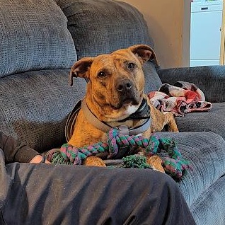 Dakota - SPONSORED - NO ADOPTION FEE, a Adoptable mixed breed in Mechanicsville, MD image 5/6