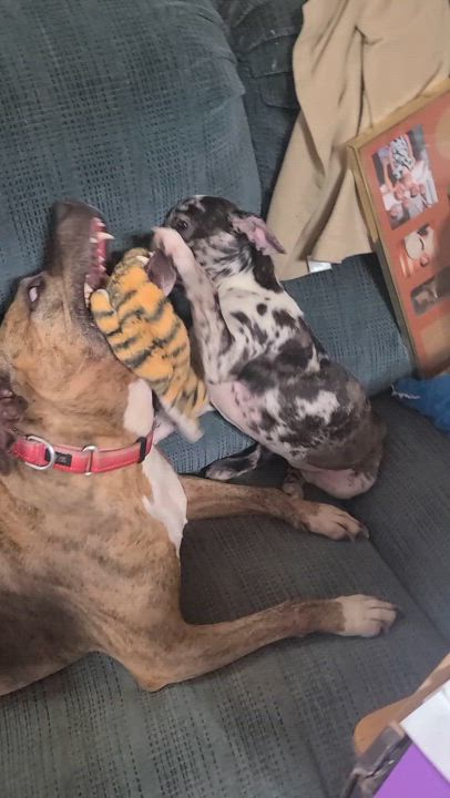 Enlarge Dakota - SPONSORED - NO ADOPTION FEE, a Adoptable mixed breed in Mechanicsville, MD video 2/6