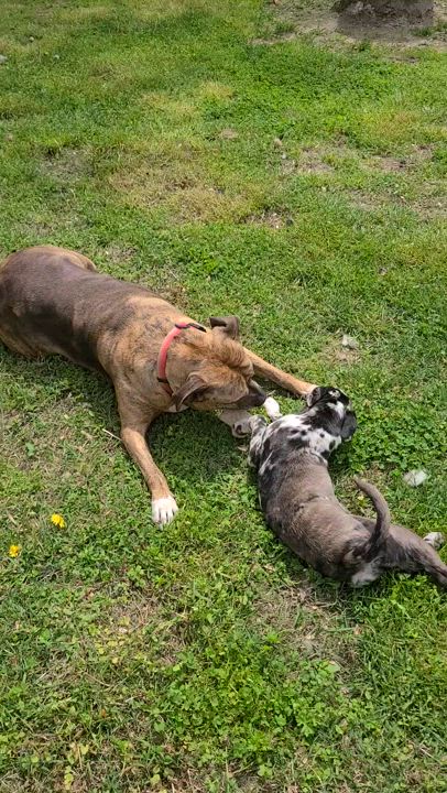 Enlarge Dakota - SPONSORED - NO ADOPTION FEE, a Adoptable mixed breed in Mechanicsville, MD video 3/6