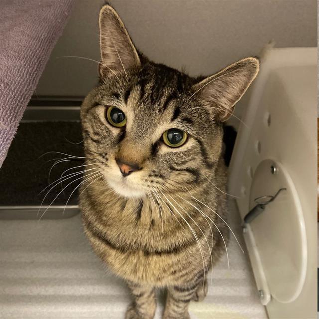 CROUTON, Adoptable, Young Male Domestic Short Hair.