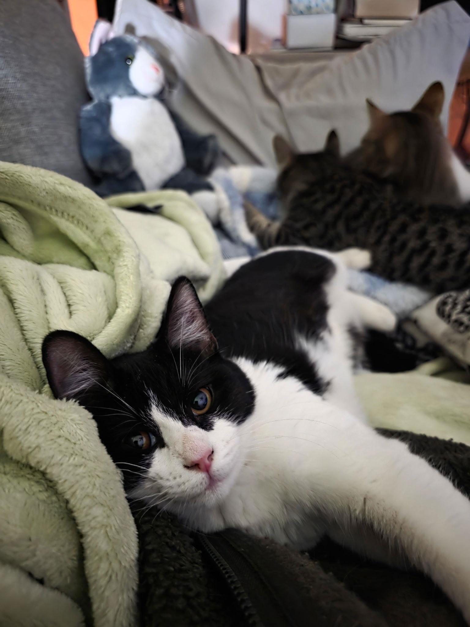 Avia, Adoptable, Young Female Tabby.