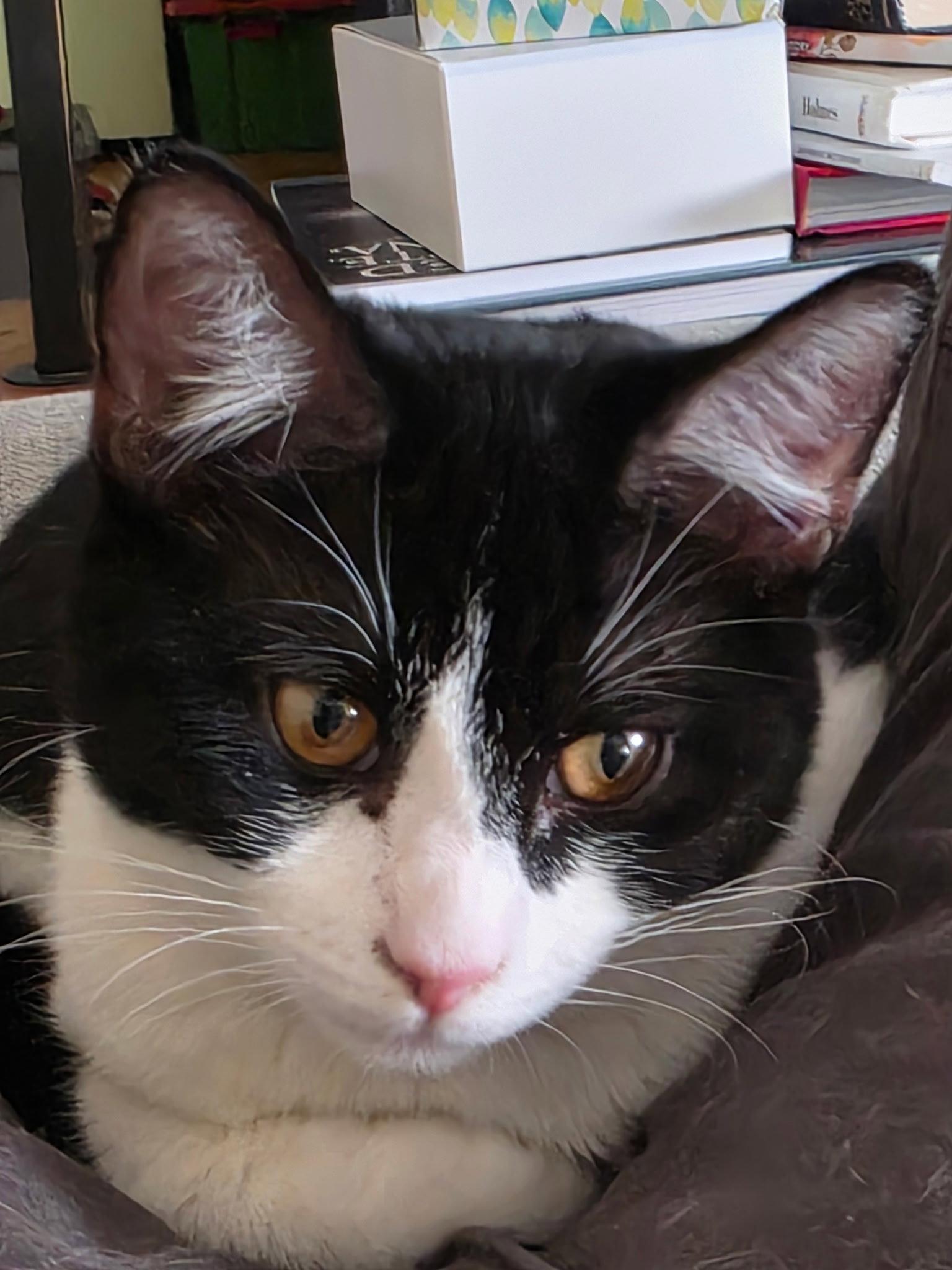 Enlarge Avia, a Adoptable Tabby in Lafayette, LA image 2/3