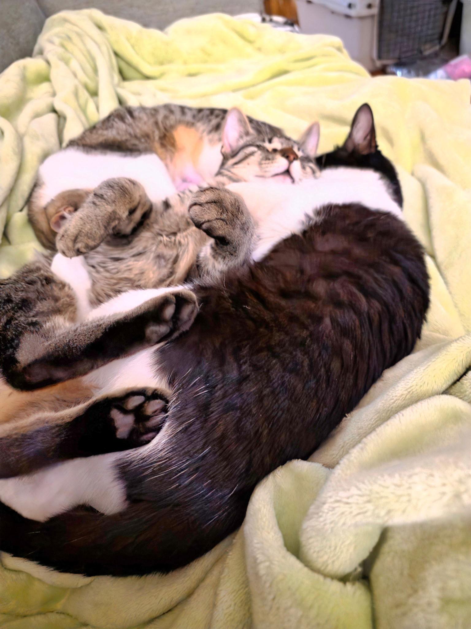 Enlarge Avia, a Adoptable Tabby in Lafayette, LA image 3/3