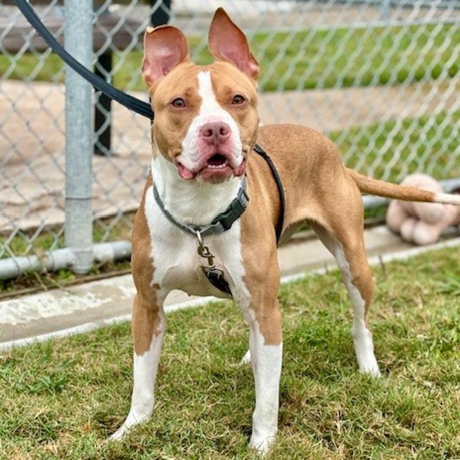 Enlarge Ginger **Courtesy Post. Out of town pet. See below for details**, a Adoptable Pit Bull Terrier in Eagle, ID image 1/4