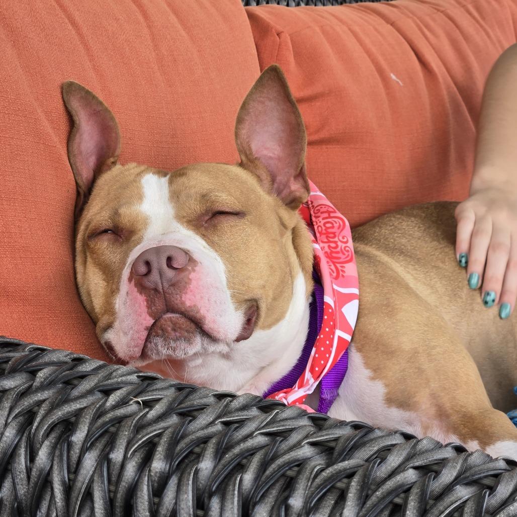 Enlarge Ginger **Courtesy Post. Out of town pet. See below for details**, a Adoptable Pit Bull Terrier in Eagle, ID image 2/4