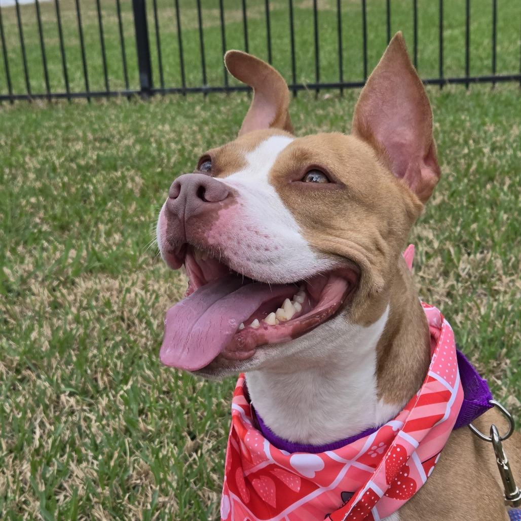 Enlarge Ginger **Courtesy Post. Out of town pet. See below for details**, a Adoptable Pit Bull Terrier in Eagle, ID image 3/4