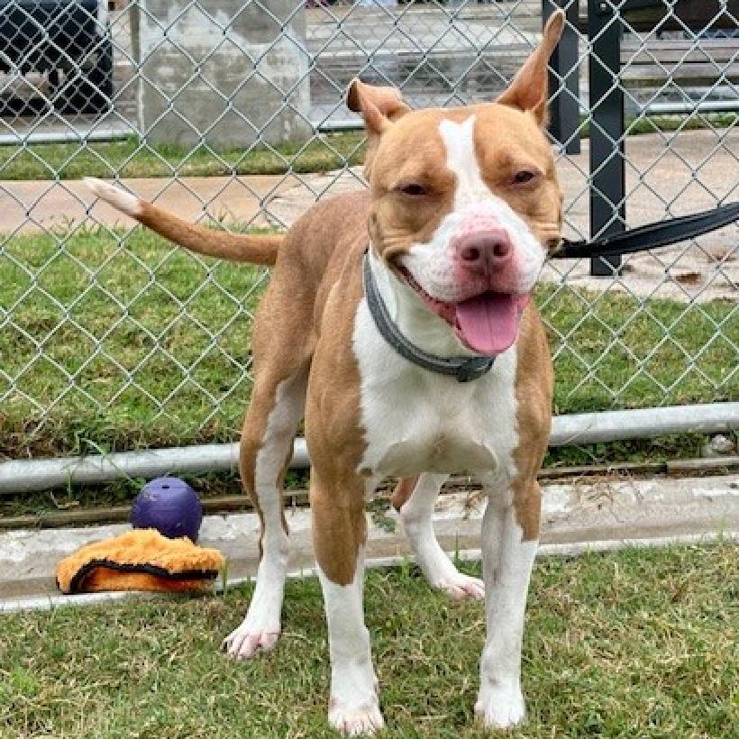 Enlarge Ginger **Courtesy Post. Out of town pet. See below for details**, a Adoptable Pit Bull Terrier in Eagle, ID image 4/4