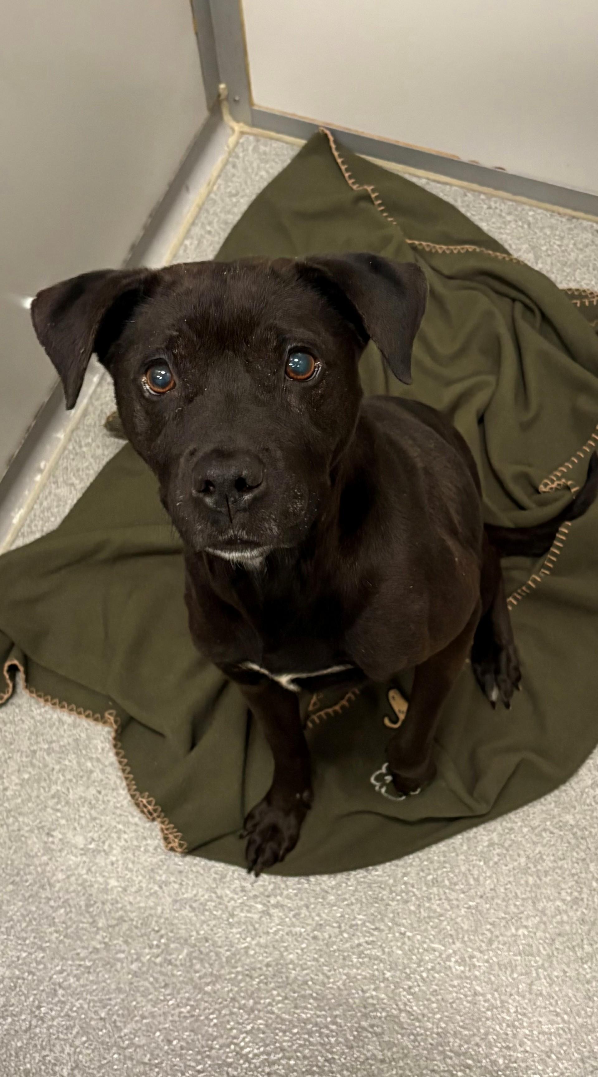 Enlarge Apple Pie, a ADOPTABLE mixed breed in Aurora, IL image 2/5