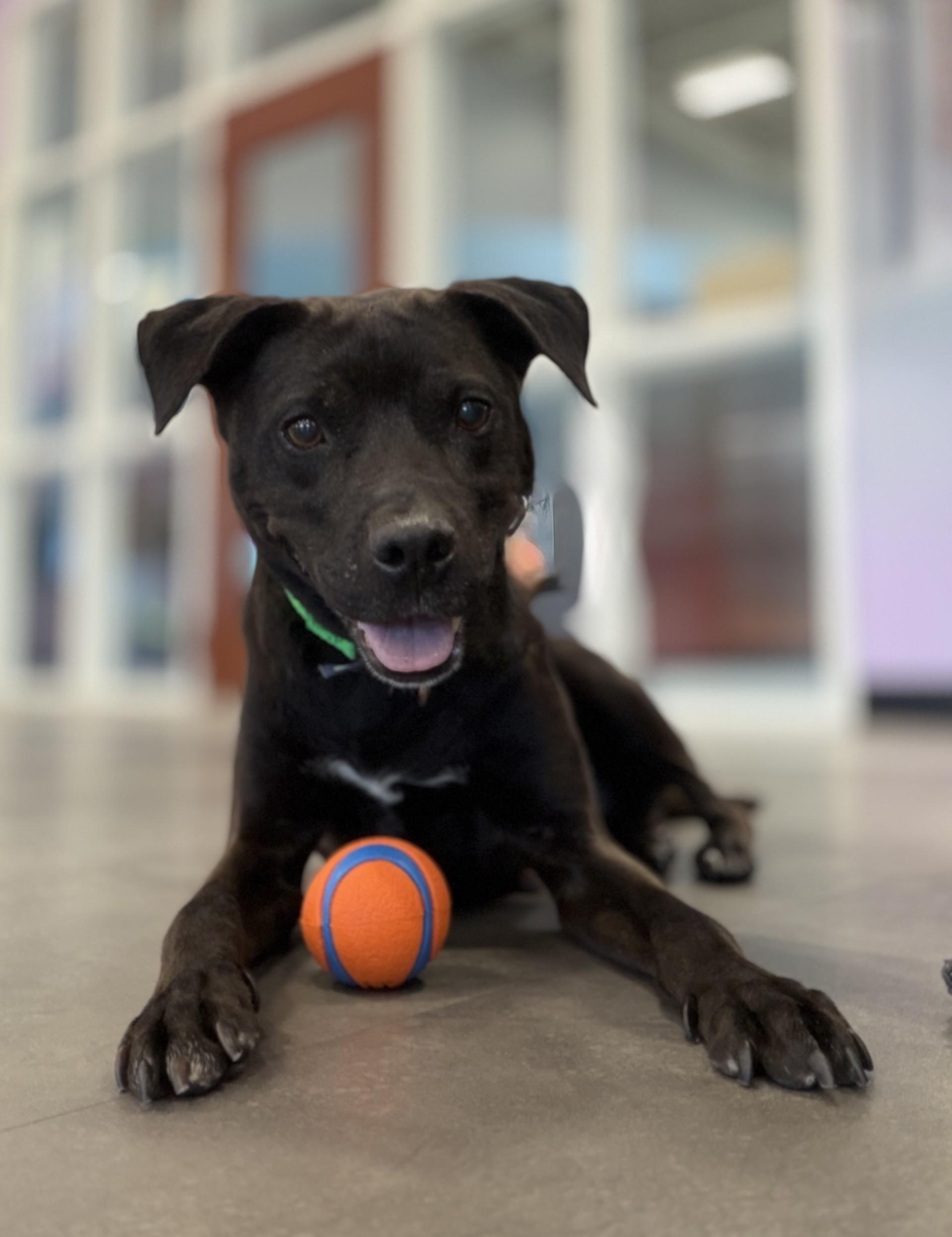 Enlarge Apple Pie, a ADOPTABLE mixed breed in Aurora, IL image 1/5