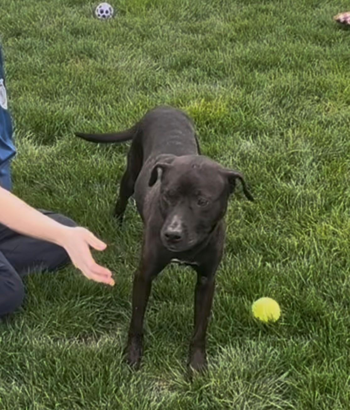 Enlarge Apple Pie, a ADOPTABLE mixed breed in Aurora, IL image 3/5