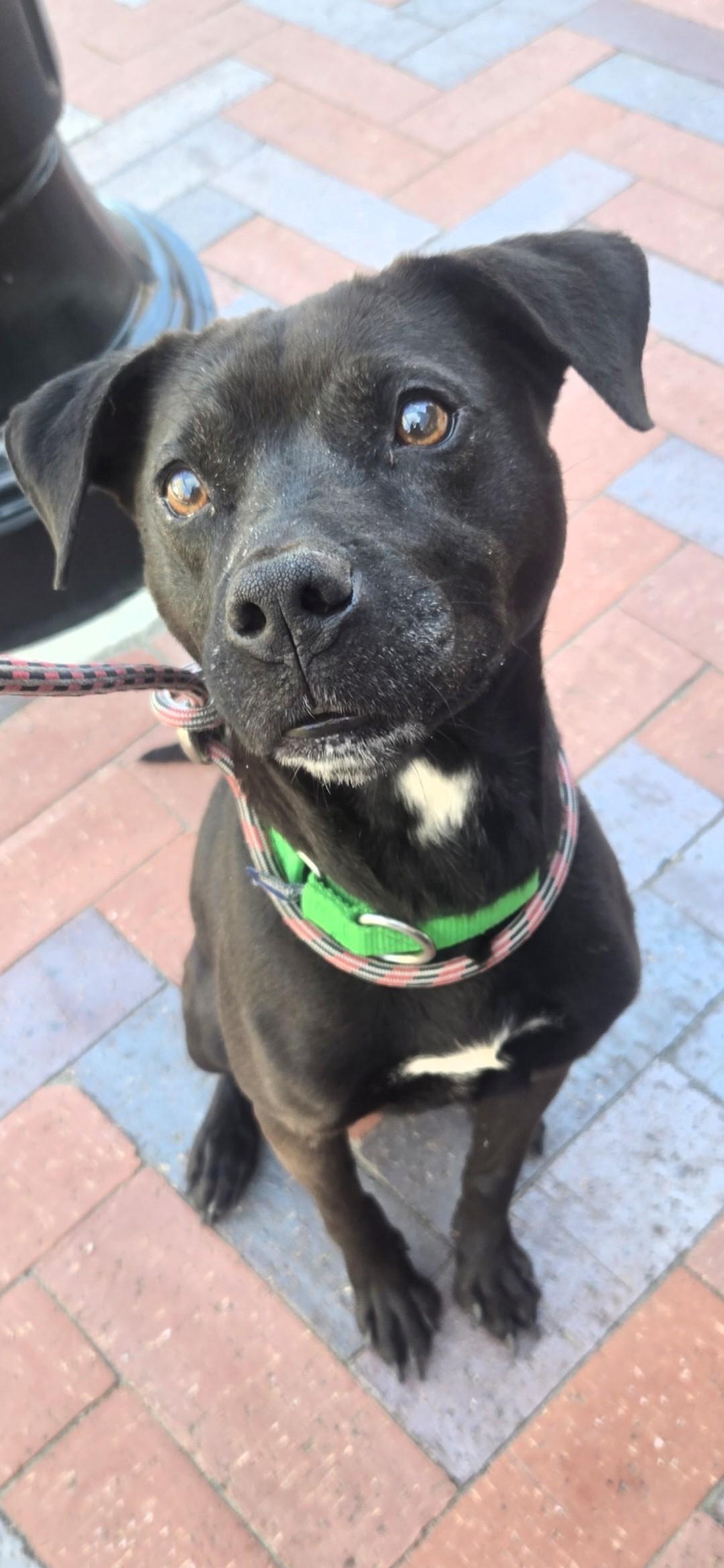 Apple Pie, a ADOPTABLE mixed breed in Joliet, IL image 1/6
