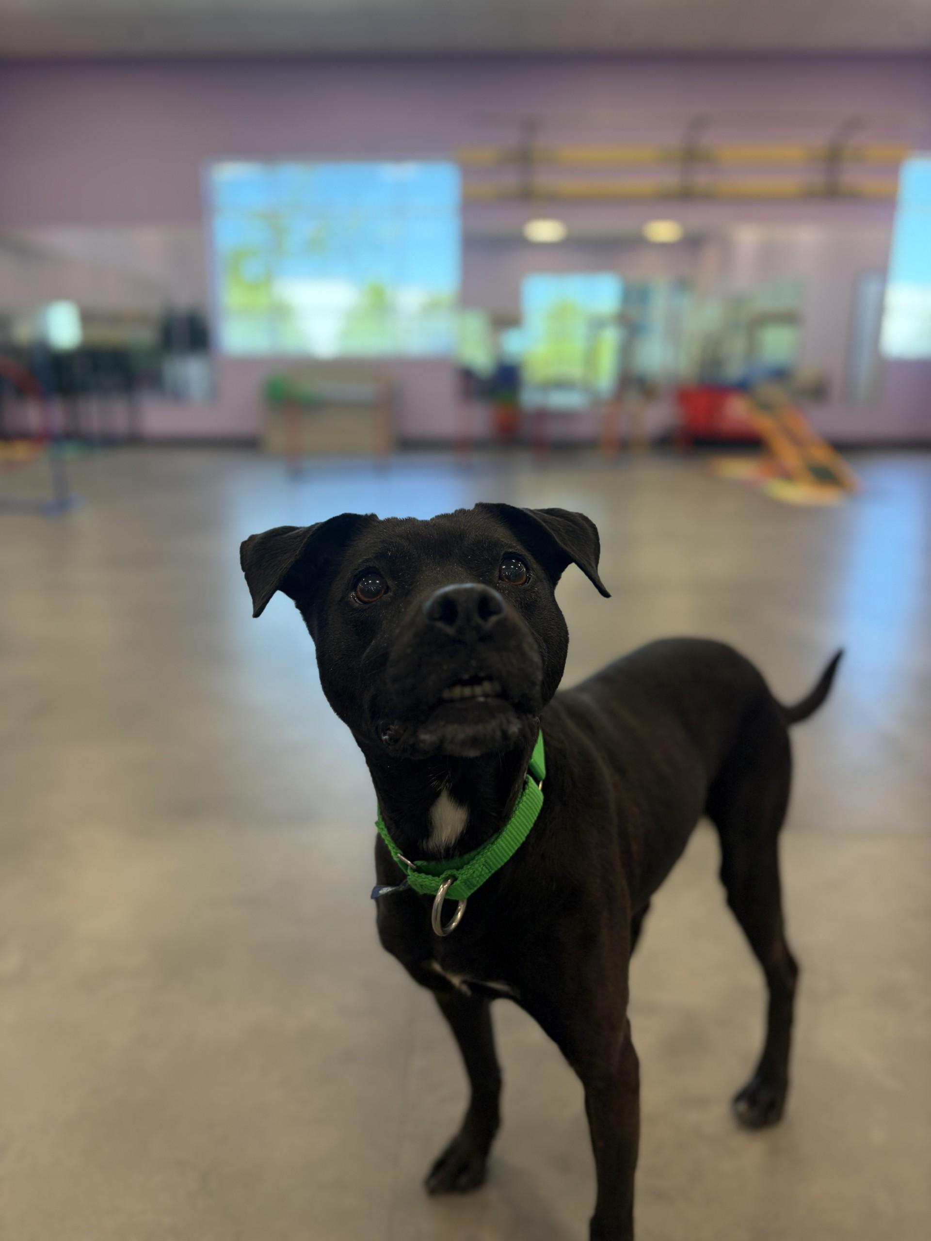 Enlarge Apple Pie, a ADOPTABLE mixed breed in Aurora, IL image 4/5