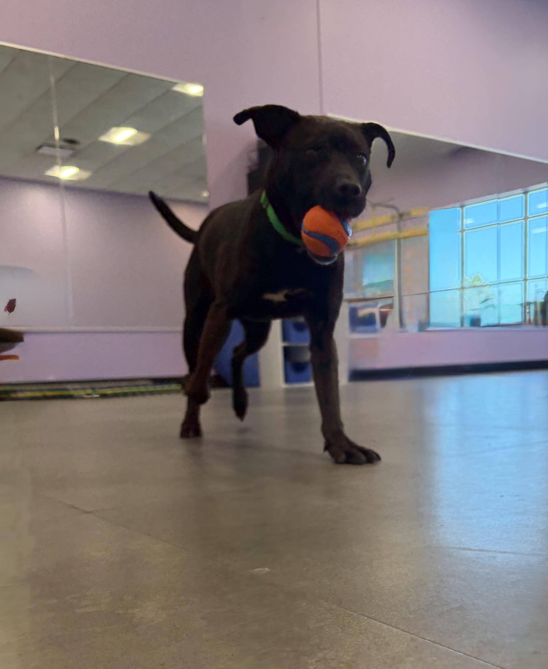 Enlarge Apple Pie, a ADOPTABLE mixed breed in Aurora, IL image 5/5